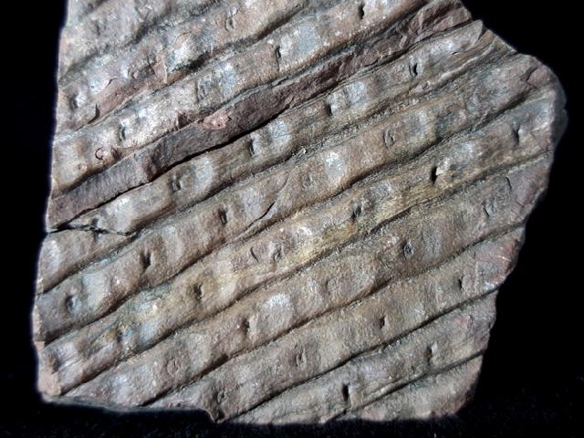 Sigillaria sp. BRONGNIART 1822 - Bild © FossNet FossilienStore